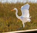 Egret Landing_32234